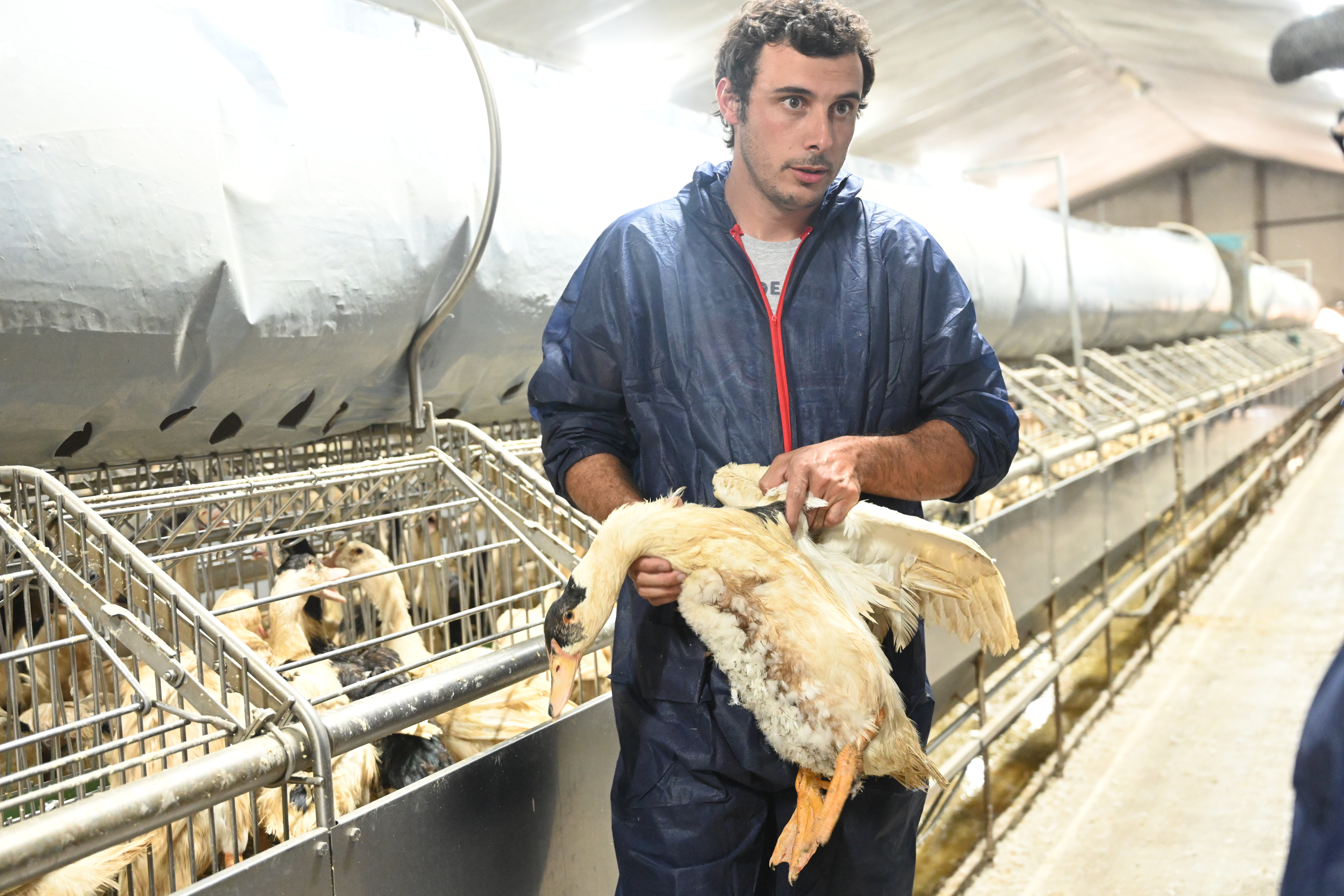 Mathieu Minvielle, technicien agricole, dans une salle dédiée au gavage des canards au sein du GAEC d'Engouaillard, dans le Gers. (Photo : Cifog)