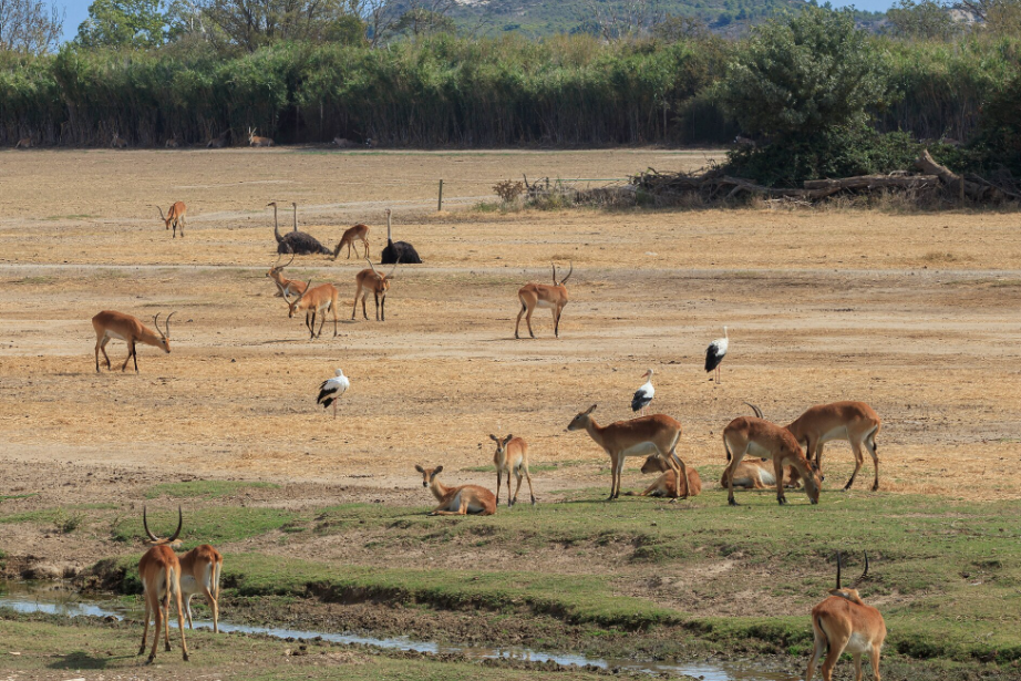 À la Réserve Africaine de Sigean, les protocoles de nettoyage sont adaptés aux espèces et à leurs espaces de vie. Depuis 2020, une solution Aquama produite sur place accompagne quotidiennement le travail des soigneurs. (Photo Wiki Commons)