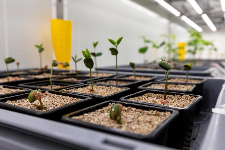 Micropep a développé une plateforme de découverte innovante, fondée sur l’intelligence artificielle, dédiée aux micropeptides — de courts fragments protéiques naturellement produits par les plantes — aux nombreuses applications. (Photo Micropep)