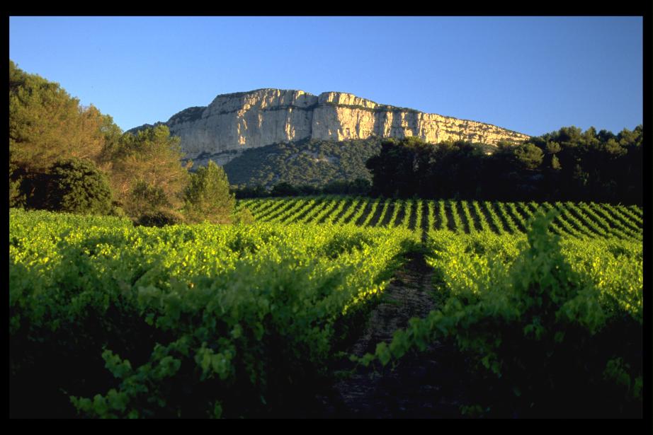 Domaine Pic Saint Loup. Céline et Gilles Deschamps / CIVL.