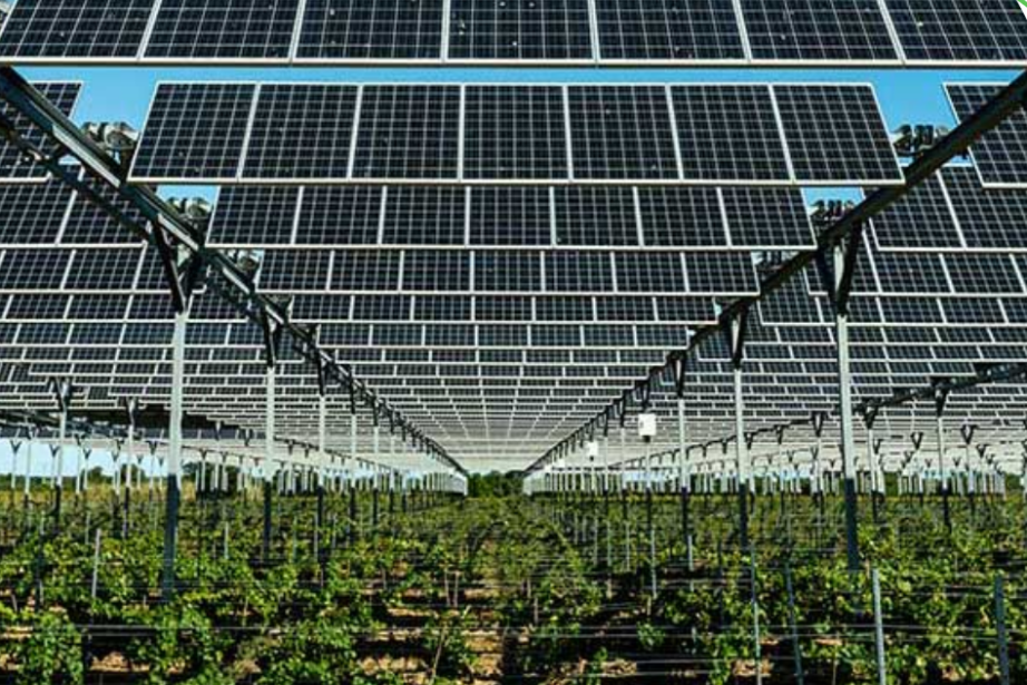 Le domaine de Nidolères à Tressere (P.-O) a fait sa première vendange "agrivoltaïque" en 2021 et accueillera en 2023 une 2ème installation solaire sur de nouvelles vignes (projet retenu à l'appel d'offres Innovation CRE de décembre 2020) pilotée par Sun'Agri. @Sun'Agri.