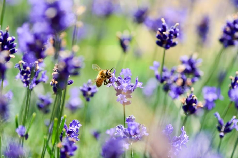 Des aménageurs et des promoteurs comme Promologis intègrent la biodiversité sur toute la chaine de valeur