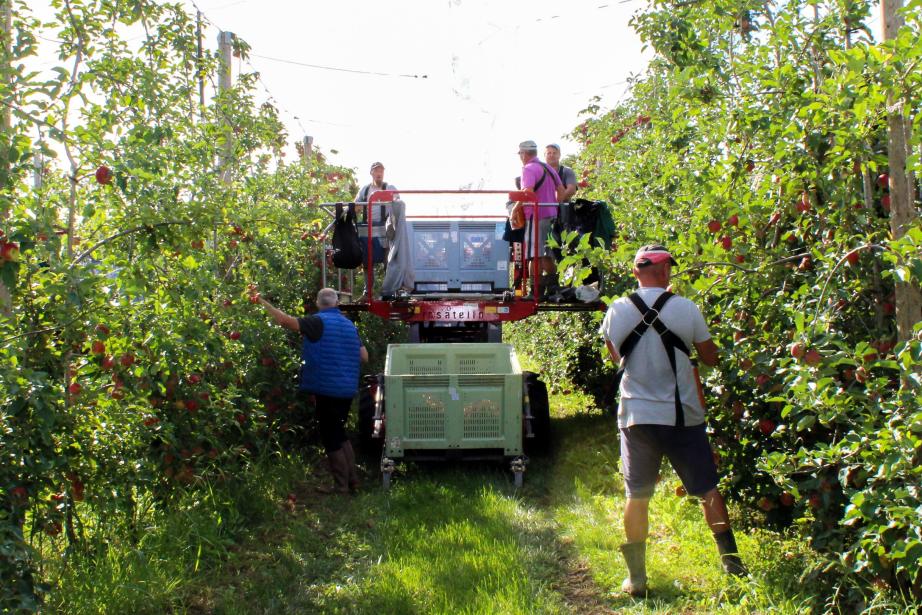 Récoltes de pommes Candine dans les vergers de Belloc (Ariège) : le projet "Bonne Pomme" veut accélérer la transition agroécologique d'ici 2028. (Photo : Blue Whale)