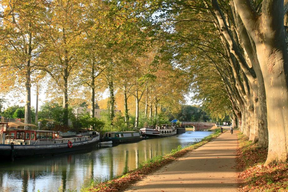 En quatre ans seulement après son lancement, plus de 50 000 arbres ont pris racine. (Photo Pixabay)
