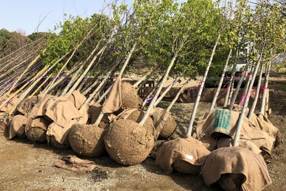 Des arbres de la pépinière du Padouenc prêts à être plantés sur Toulouse ou aux environs. Des arbres de la pépinière du Padouenc prêts à être plantés sur Toulouse ou aux environs.