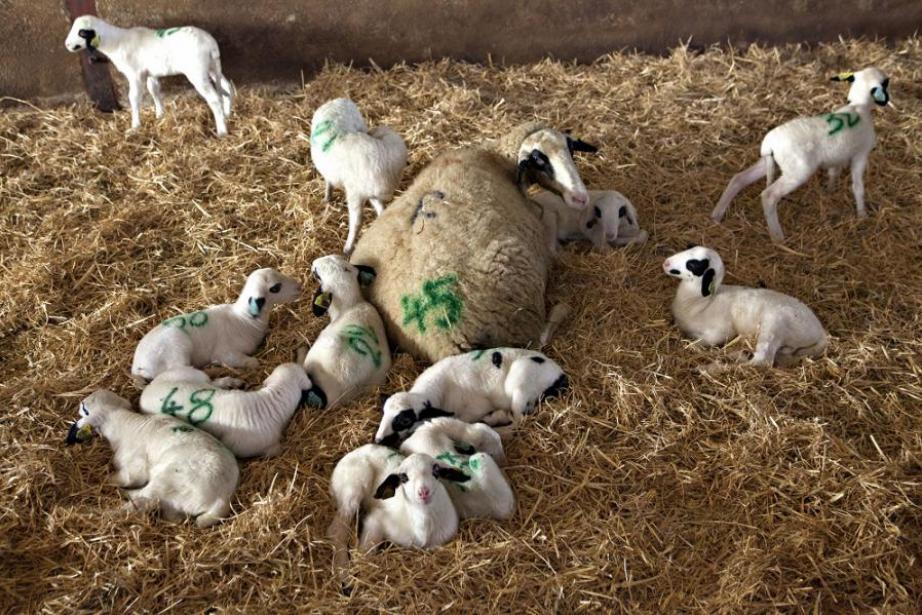  ROBUSTAGNO est porté par Coop de France Midi-Pyrénées