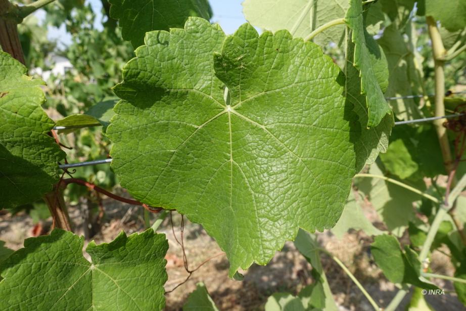 Feuille de Floréal. @Inrae/Observatoire national du déploiement des cépages résistants.