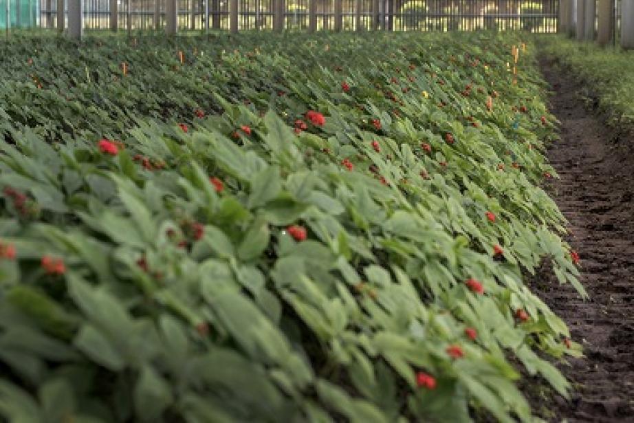 Les cultures de ginseng de France Ginseng (marque Les Jardins d'Occitanie) à Seysses sont couvertes de panneaux photovoltaïques installés par le toulousain Solveo Energies. Les cultures de ginseng de France Ginseng (marque Les Jardins d'Occitanie) à Seysses sont couvertes de panneaux photovoltaïques installés par le toulousain Solveo Energies.