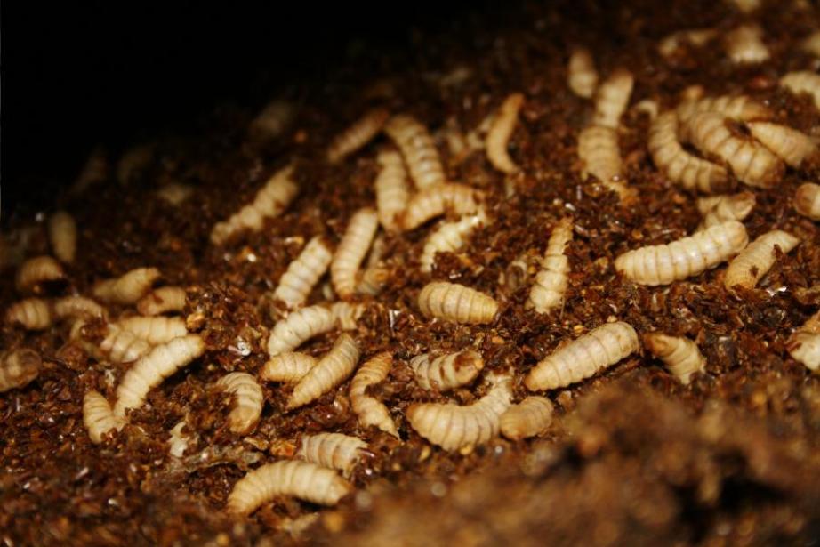 Les farines à base de larves de mouches d'Agronutris contiennent un niveau de protéine de 60% Les farines à base de larves de mouches d'Agronutris contiennent un niveau de protéine de 60%