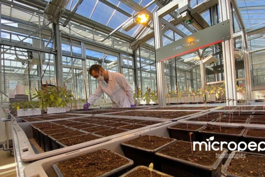 MicroPep a testé sa solution sur de nombreuses plantes différentes MicroPep a testé sa solution sur de nombreuses plantes différentes