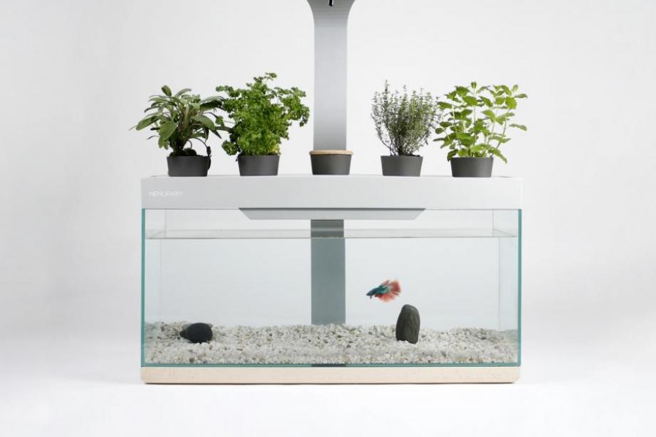 L'aquarium potager de Nénufarm