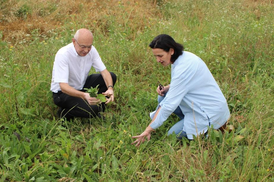Jean-Jacques Germain et Sandrine Banessy sur le champ pastelier de Labège