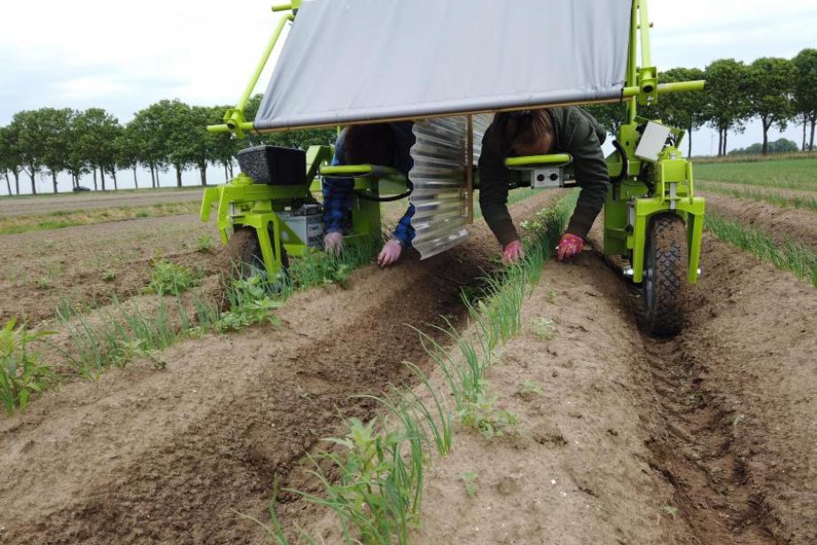 Machine Elatec ergonomique et électrique pour le désherbage, qui permet aux opérateurs de travailler allongés (plus de mal de dos), à l’abri du soleil.