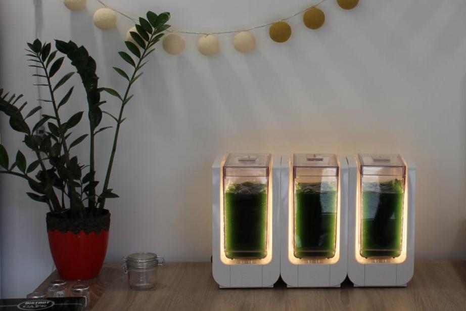 Cultivez à domicile la spiruline fraîche Cultivez à domicile la spiruline fraîche