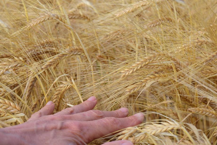 Face à la multiplication des dispositifs et à la complexité des démarches, FEVE et Ecocert France lancent une plateforme gratuite pour aider les agriculteurs et les porteurs de projet à identifier les financements adaptés à leur situation. (Photo Pixabay)