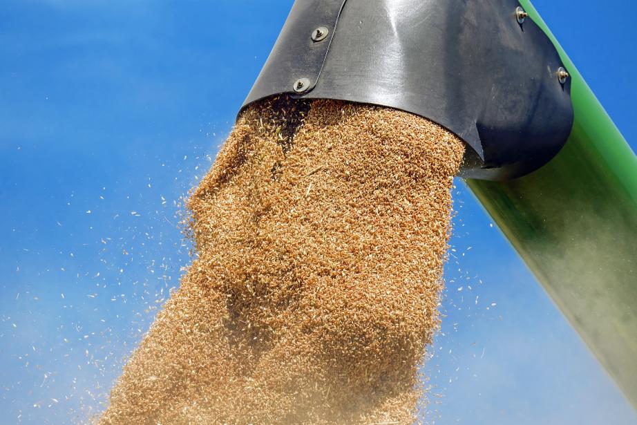 La collecte de blé est en baisse de 13% par rapport à l’année dernière