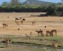 À la Réserve Africaine de Sigean, les protocoles de nettoyage sont adaptés aux espèces et à leurs espaces de vie. Depuis 2020, une solution Aquama produite sur place accompagne quotidiennement le travail des soigneurs. (Photo Wiki Commons)