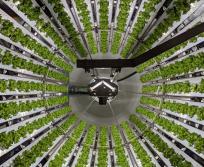 Futura Gaia, basée dans le Gard, conçoit des fermes verticales automatisées sur terreau. (Photo : Futura Gaia)