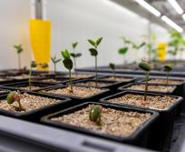 Micropep a développé une plateforme de découverte innovante, fondée sur l’intelligence artificielle, dédiée aux micropeptides — de courts fragments protéiques naturellement produits par les plantes — aux nombreuses applications. (Photo Micropep)