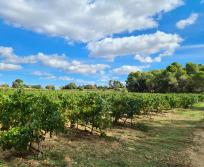 Vignobles audois. @S.Brouillet.