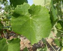 Feuille de Floréal. @Inrae/Observatoire national du déploiement des cépages résistants.