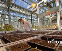 MicroPep a testé sa solution sur de nombreuses plantes différentes