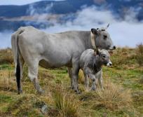 Aujourd’hui, la race compte environ 23 000 mères pour 40 000 animaux au total, dont 85 % sont implantés en Occitanie. Elle est principalement élevée dans les départements de l’Ariège, de la Haute-Garonne, des Hautes-Pyrénées, du Tarn, de l’Aude et des Pyrénées- Orientales. (Photo Groupe Gasconne des Pyrénées)