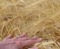 Face à la multiplication des dispositifs et à la complexité des démarches, FEVE et Ecocert France lancent une plateforme gratuite pour aider les agriculteurs et les porteurs de projet à identifier les financements adaptés à leur situation. (Photo Pixabay)
