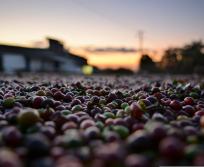 Un projet d’envergure qui relie technologie spatiale, enjeux agricoles mondiaux et savoir-faire développé en Occitanie. (Photo Pixabay)