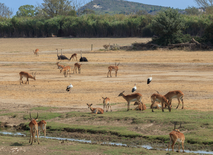À la Réserve Africaine de Sigean, les protocoles de nettoyage sont adaptés aux espèces et à leurs espaces de vie. Depuis 2020, une solution Aquama produite sur place accompagne quotidiennement le travail des soigneurs. (Photo Wiki Commons)