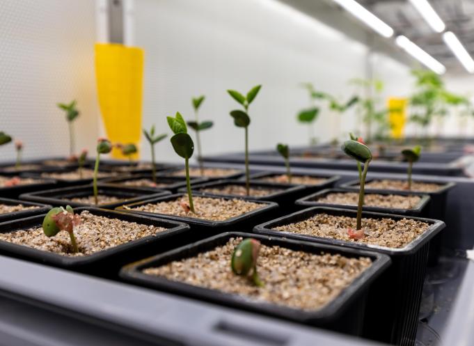 Micropep a développé une plateforme de découverte innovante, fondée sur l’intelligence artificielle, dédiée aux micropeptides — de courts fragments protéiques naturellement produits par les plantes — aux nombreuses applications. (Photo Micropep)