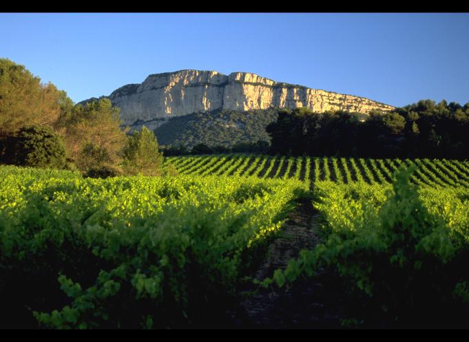 Domaine Pic Saint Loup. Céline et Gilles Deschamps / CIVL. 