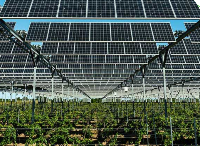 Le domaine de Nidolères à Tressere (P.-O) a fait sa première vendange "agrivoltaïque" en 2021 et accueillera en 2023 une 2ème installation solaire sur de nouvelles vignes (projet retenu à l'appel d'offres Innovation CRE de décembre 2020) pilotée par Sun'Agri. @Sun'Agri.