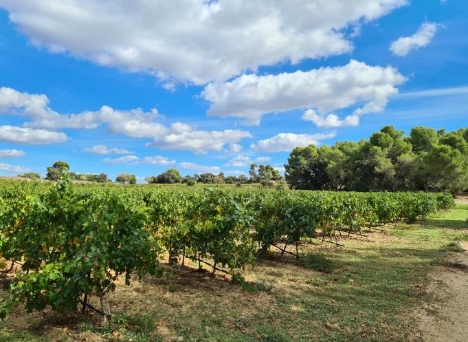 Vignobles audois. @S.Brouillet.