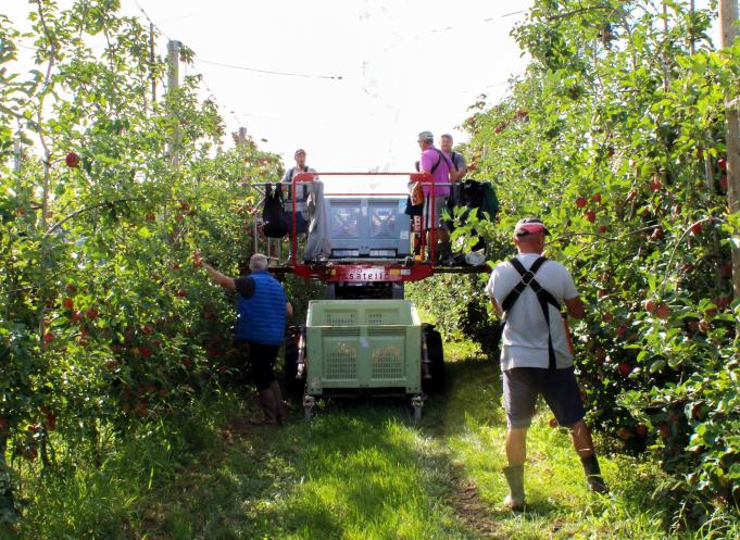 Récoltes de pommes Candine dans les vergers de Belloc (Ariège) : le projet "Bonne Pomme" veut accélérer la transition agroécologique d'ici 2028. (Photo : Blue Whale)