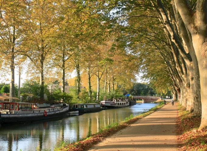 En quatre ans seulement après son lancement, plus de 50 000 arbres ont pris racine. (Photo Pixabay)