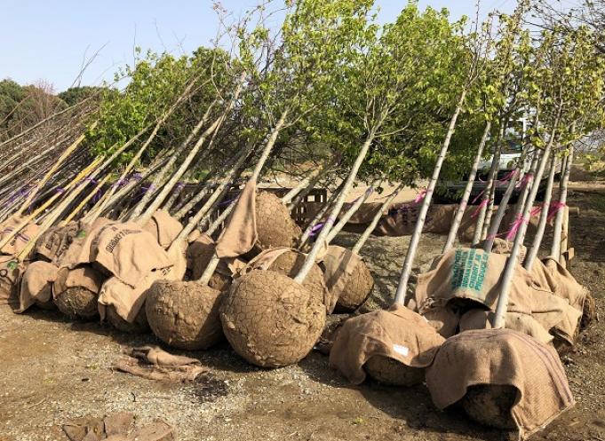 Des arbres de la pépinière du Padouenc prêts à être plantés sur Toulouse ou aux environs. 