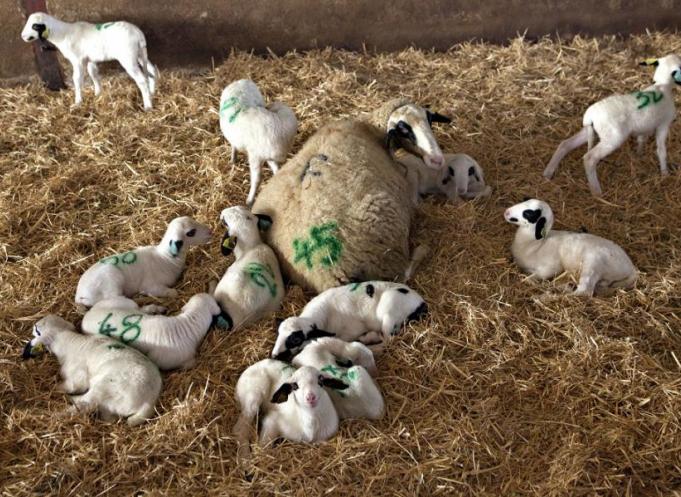  ROBUSTAGNO est porté par Coop de France Midi-Pyrénées