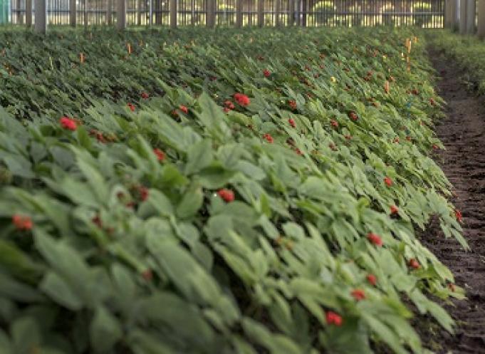 Les cultures de ginseng de France Ginseng (marque Les Jardins d'Occitanie) à Seysses sont couvertes de panneaux photovoltaïques installés par le toulousain Solveo Energies. 