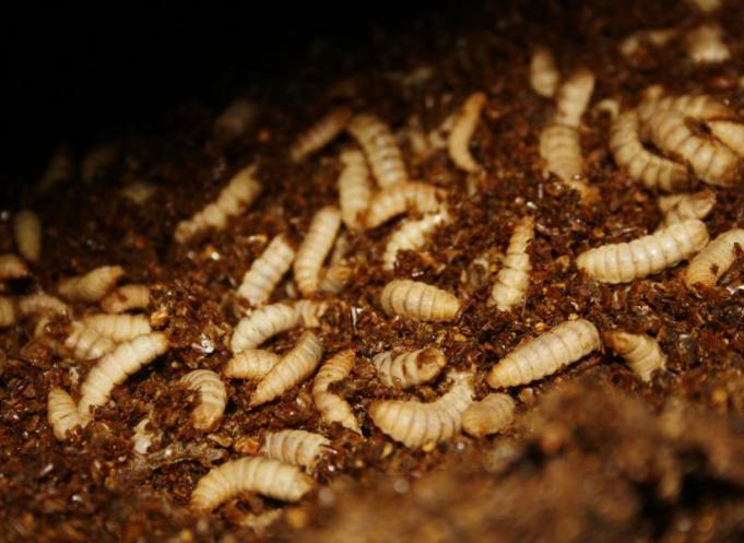 Les farines à base de larves de mouches d'Agronutris contiennent un niveau de protéine de 60%