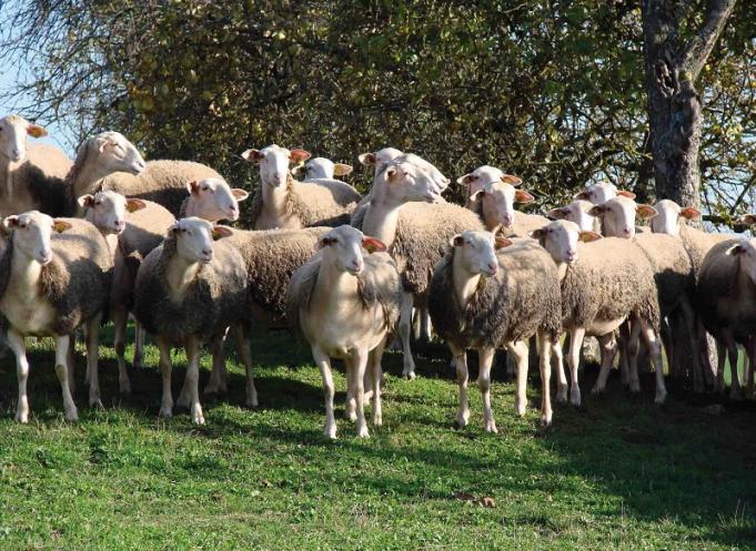 Baisse de 5% de la mortalité dans les élevages