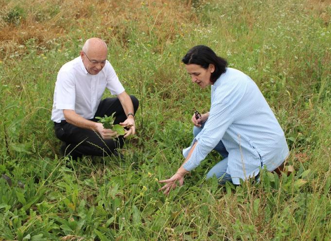 Jean-Jacques Germain et Sandrine Banessy sur le champ pastelier de Labège