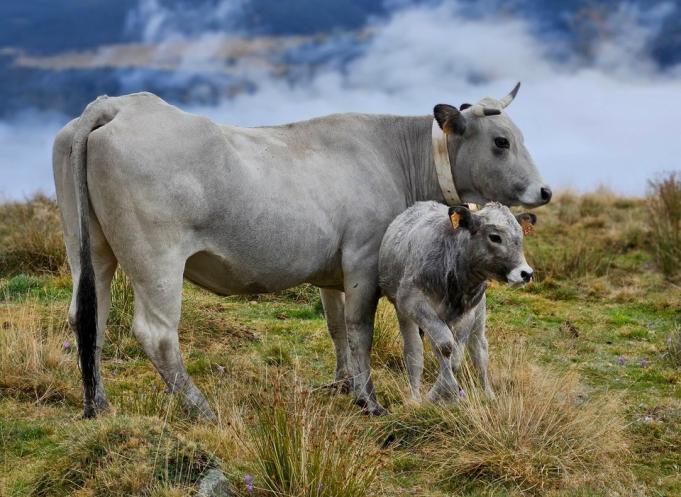 Aujourd’hui, la race compte environ 23 000 mères pour 40 000 animaux au total, dont 85 % sont implantés en Occitanie. Elle est principalement élevée dans les départements de l’Ariège, de la Haute-Garonne, des Hautes-Pyrénées, du Tarn, de l’Aude et des Pyrénées- Orientales. (Photo Groupe Gasconne des Pyrénées)