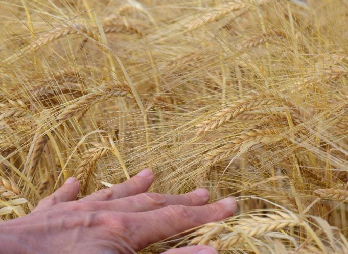 Face à la multiplication des dispositifs et à la complexité des démarches, FEVE et Ecocert France lancent une plateforme gratuite pour aider les agriculteurs et les porteurs de projet à identifier les financements adaptés à leur situation. (Photo Pixabay)