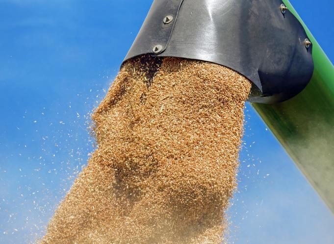 La collecte de blé est en baisse de 13% par rapport à l’année dernière