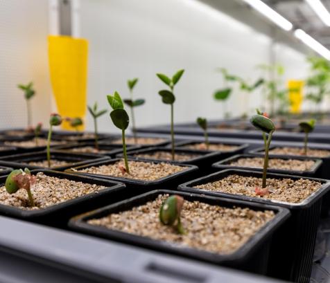 Micropep a développé une plateforme de découverte innovante, fondée sur l’intelligence artificielle, dédiée aux micropeptides — de courts fragments protéiques naturellement produits par les plantes — aux nombreuses applications. (Photo Micropep)