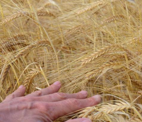 Face à la multiplication des dispositifs et à la complexité des démarches, FEVE et Ecocert France lancent une plateforme gratuite pour aider les agriculteurs et les porteurs de projet à identifier les financements adaptés à leur situation. (Photo Pixabay)